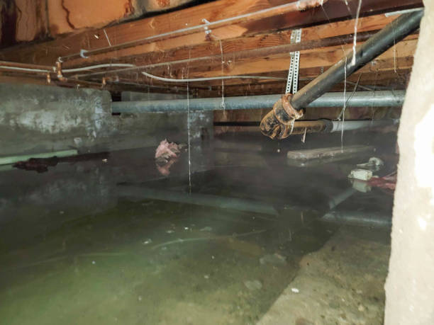 Best Water damage cleanup near me  in Slidell, LA