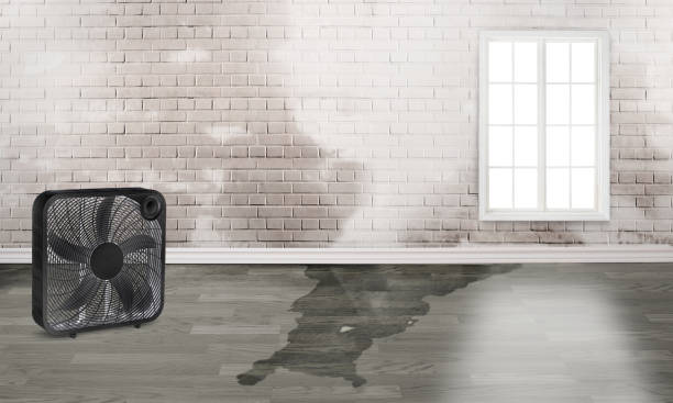 Best Mold removal after water damage  in Slidell, LA